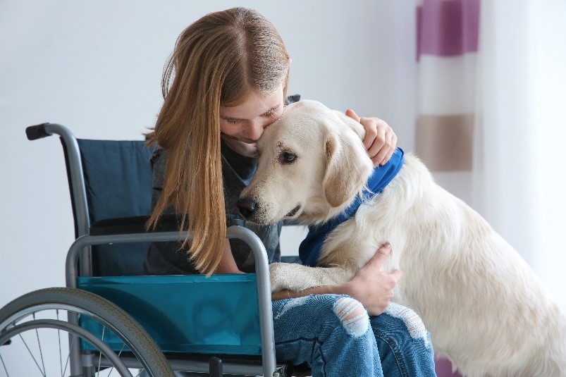 Una niña en sillas de ruedas, en una habitación. Abraza a un labrador amarillo (perro) que se ha subido a su regazo con las patas delanteras.
